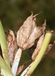 Attēlu rezultāti vaicājumam “Colchicum szovitsii subsp. szovitsii flower”