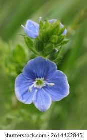 Attēlu rezultāti vaicājumam “Veronica chamaedrys flower”
