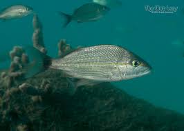 Image result for Haemulon aurolineatum