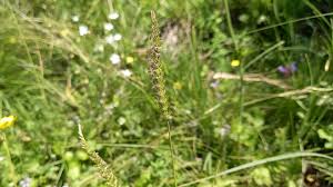 Attēlu rezultāti vaicājumam “Cynosurus cristatus flower”