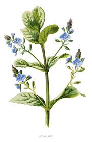 Attēlu rezultāti vaicājumam “Veronica beccabunga bud”