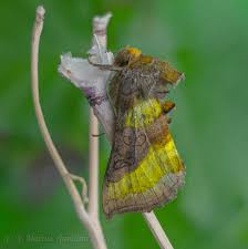 Attēlu rezultāti vaicājumam “Diachrysia tutti”