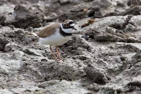 Attēlu rezultāti vaicājumam “Charadrius dubius”