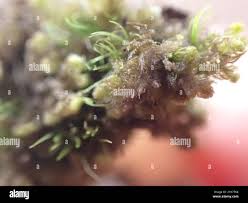 Attēlu rezultāti vaicājumam “Ptilidium pulcherrimum”