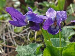 Attēlu rezultāti vaicājumam “Viola epipsila”