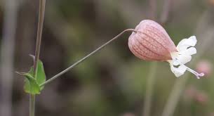 Image result for Silene vulgaris