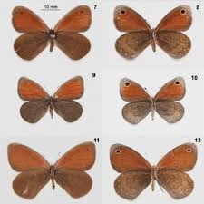 Attēlu rezultāti vaicājumam “Coenonympha hero underside”