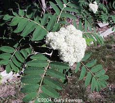 Attēlu rezultāti vaicājumam “Sorbus aucuparia flower”