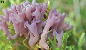 Attēlu rezultāti vaicājumam “Clavaria zollingeri”