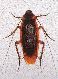 Image result for periplaneta americana