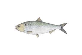 Image result for Alosa sapidissima