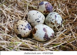 Attēlu rezultāti vaicājumam “Gallinago gallinago eggs”