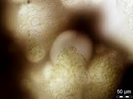 Attēlu rezultāti vaicājumam “Nostoc pruniforme macro”