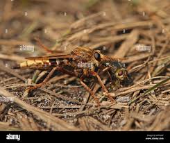 Attēlu rezultāti vaicājumam “Asilus crabroniformis”