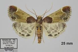 Attēlu rezultāti vaicājumam “Pyralis farinalis”