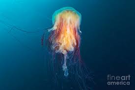 Image result for Cyanea capillata