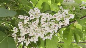 Attēlu rezultāti vaicājumam “Catalpa ovata flower”