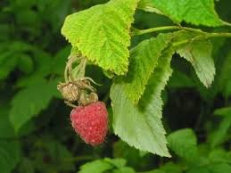 Attēlu rezultāti vaicājumam “Rubus idaeus fruit”