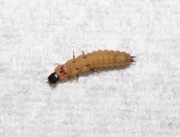 Attēlu rezultāti vaicājumam “Malachidae”