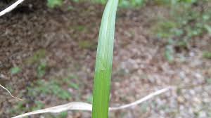 Attēlu rezultāti vaicājumam “Carex digitata leaf”