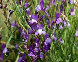 Attēlu rezultāti vaicājumam “Linaria loeselii flower”
