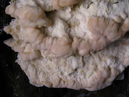 Attēlu rezultāti vaicājumam “Postia undosa”