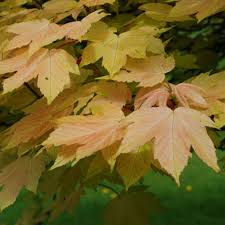 Attēlu rezultāti vaicājumam “Acer pseudoplatanus”