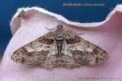 Attēlu rezultāti vaicājumam “Cleora cinctaria”