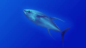 Image result for Thunnus alalunga