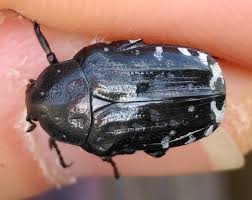 Attēlu rezultāti vaicājumam “Oxythyrea funesta imago”