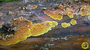 Attēlu rezultāti vaicājumam “Pseudomerulius aureus”