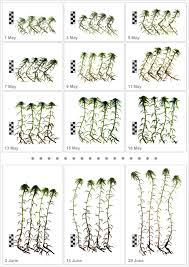 Attēlu rezultāti vaicājumam “Sphagnum riparium”