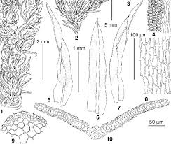 Attēlu rezultāti vaicājumam “Tortella inclinata”