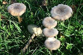 Image result for Melanoleuca rasilis var. pseudoluscina