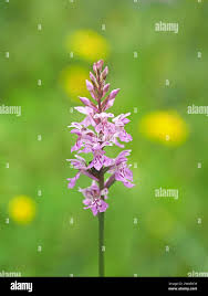 Attēlu rezultāti vaicājumam “Dactylorhiza fuchsii bud”