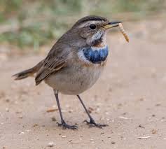 Attēlu rezultāti vaicājumam “Luscinia svecica adult”