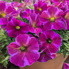 Image result for Petunia