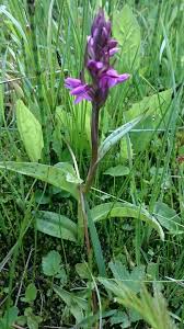 Attēlu rezultāti vaicājumam “Dactylorhiza majalis subsp. baltica”