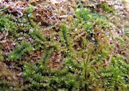 Attēlu rezultāti vaicājumam “Lophozia capitata”