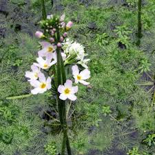 Attēlu rezultāti vaicājumam “Hottonia palustris fruit”