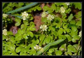 Attēlu rezultāti vaicājumam “Adoxa moschatellina”