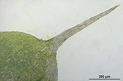 Attēlu rezultāti vaicājumam “Cirriphyllum piliferum”
