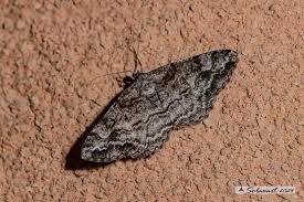 Attēlu rezultāti vaicājumam “Alcis repandata”