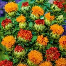 Attēlu rezultāti vaicājumam “Didymium tussilaginis”