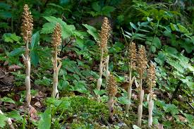 Attēlu rezultāti vaicājumam “Neottia nidus-avis flower”