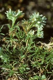 Attēlu rezultāti vaicājumam “Scleranthus perennis flower”