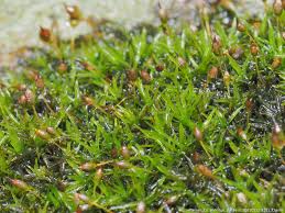Attēlu rezultāti vaicājumam “Palustriella commutata sporophyte”