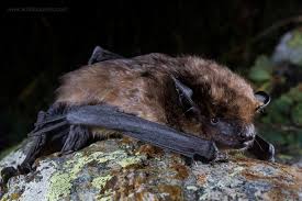 Attēlu rezultāti vaicājumam “Eptesicus serotinus”