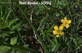 Attēlu rezultāti vaicājumam “Argentina anserina leaf”