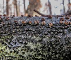 Attēlu rezultāti vaicājumam “Hypoxylon multiforme”